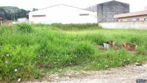 Terreno baldio, denunciado pelo morador, no bairro Cidade Nova, localizado atrás da antiga Bailanta.